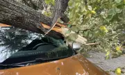 10 сигнала за паднали дървета в София заради силния вятър
