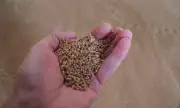 ������ ������ �� ���� �� ���-������� ������� �� �����