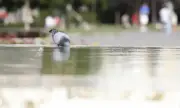   ,   , 1 :  ,      