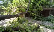 Вятърът в Благоевград събори две дървета