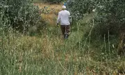 Подозират разлив на препарати за масовото измиране на риба в Марица