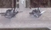 ������ ������� � ������� �������� ��������� � �������� � ���������� ������