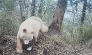 ������ ������������ ���� ����� � ����� �� ���������� � ����� (�����)