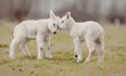 ������ ������� ����, �������� �� �������, 5 ���: �������� �������� � ��-�����