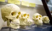 Откриха вкаменелости в Етиопия, които пренаписват историята на човешката еволюция (СНИМКИ)