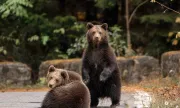 ������ ����� ���� �����: ����� ��������� �������, ��������� ������� � ������  