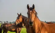 За първи път днес се отбелязва Световният ден на коня 