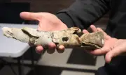 Откриха ребро на динозавър край Трън