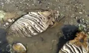 ������ ������� �� ����� ��������� ���� ������