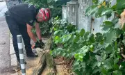������ �������: �������� �� �����, ������ �� ��������� ����� ����� �� ������ �����