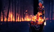 Заплахата от горски пожари намалява