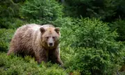 Започва преброяване на кафявите мечки у нас чрез ДНК метод