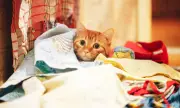 Котарак - крадец се прочу в Нова Зеландия, задигал купища бельо, чорапи и дрехи (СНИМКИ+ВИДЕО)