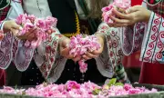 Снимка Розоберът край Казанлък ще започне от 24 май