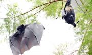 Откриха 39 вида вируси сред прилепи в Швейцария
