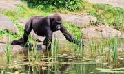 WWF: Загубата на природата ще доведе до възхода на пандемиите