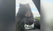 ������ ���� � ��������� ������ ����: ����� ������� ������� ����