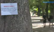  Полицията в Шумен проверява двама братя с прякор Лъвчетата за черния леопард