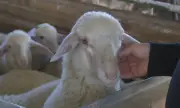 Снимка Овцевъди и козевъди скочиха на МЗХ заради отказа от ваксинация