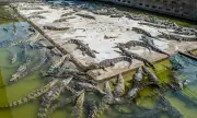 Убиха 200 гладуващи крокодила в изоставена ферма
