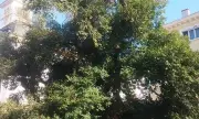Снимка Има надежда за вехнещия бряст в Сливен