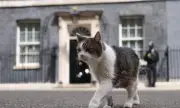 ������ ��������� �� 