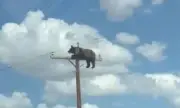 ������ ����� ���� �� ����� ����, ���� ���� �� �������� �� ������������ ����� (�����)