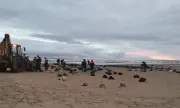 Тонове мазут в Черно море: Прикрива ли Русия истината