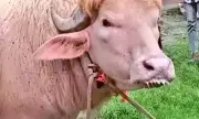 ������ �����, ������� �� ������ �����, ����� ������ � ��������� (�����)