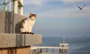   ,   , 16 :  ,     
