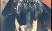 ������ 