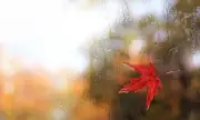   ,   , 25 : ,       