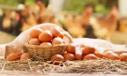 БАБХ затвори обекти и забрани продажбата на 200 000 яйца
