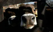 Граждани внасят над 110 000 подписа в Народното събрание с искане за забрана на клетките за телета