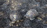 WWF алармира: Пожарите унищожават ценни гори и застрашени видове