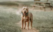 ������ ������ ����� ��� ������ � ����������� ������ � ��������