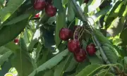 ������ �������� � ������������ �������� �� ���������
