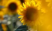   ,   , 17 :    .     