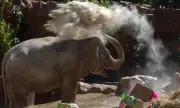 ������ ��������� ���� ��� �����