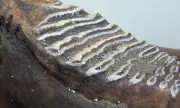������ ��������� ���� ���� ����� � ��� ����, ������, ����� ���� ������������� �������