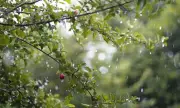 Времето днес, прогноза за понеделник, 26 май: Хладно и облачно, на много места с валежи от дъжд