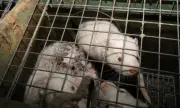 Окончателно: Забраниха отглеждането на американски норки в България