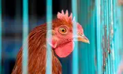 Снимка Германия ще унищожи още 130 000 птици заради птичи грип