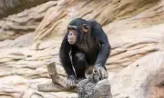 ������ ������� �������� � ����� �� ����� ����� � ���� (�����)