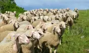 Пламнаха нови 11 огнища на шарка по дребните преживни животни в Пловдивско