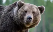 Словакия одобри продажбата на месо от кафява мечка