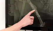 ������ �������� �������: ���-��������� ��������, �������� � ��������� ���� ���� ��������