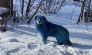 10 сини кучета бродят край фалирал химически завод в Русия