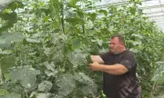 Внос уби българската краставица. Родни крави хрупат зеленчука