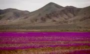   :   -         (+)